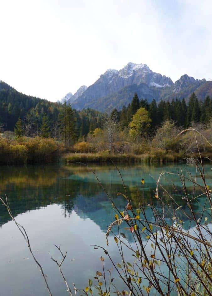 Zelenci meertje